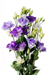 Eustoma fioletowa.png